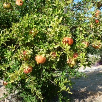 Serifos pomegranates home residency summer